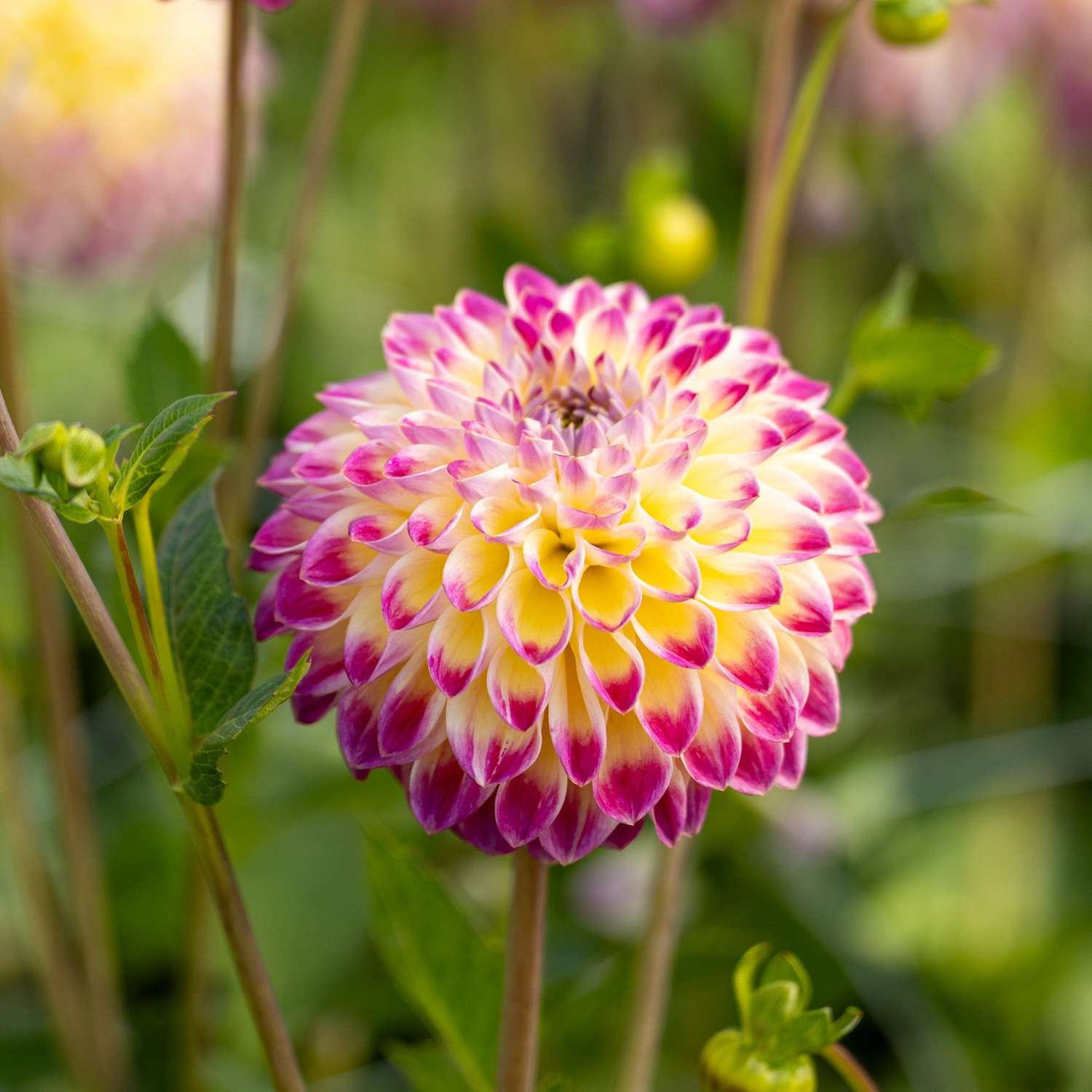 Dahlie 'Hapet Daydream'